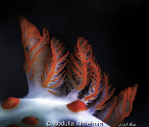 Nudibranch by Abdulla Almehairi 